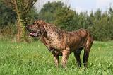 FILA BRASILEIRO 063